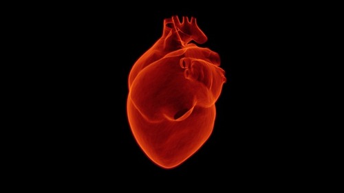 heart-1767552_640.jpg